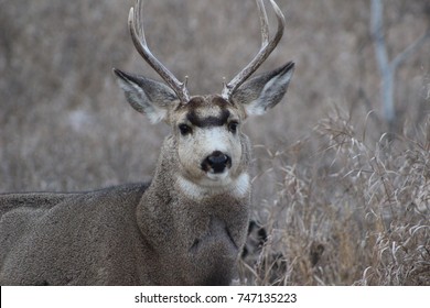 Mule Deer