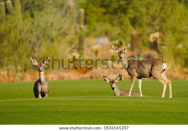 Mule Deer or Black-tailed Deer on a golf course\
posing for a portrait in\
Arizona