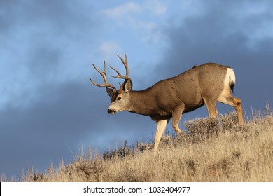 Mule Deer Buck