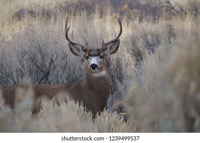 Mule Deer Buck Stock Photo 1239499537 | Shutterstock