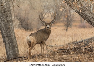 Mule Deer Buck