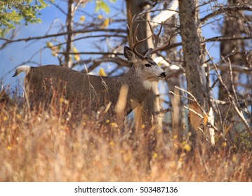 121 4 point buck Images, Stock Photos & Vectors | Shutterstock