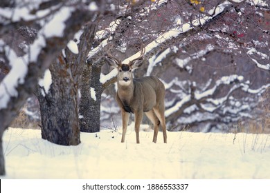 Mule Deer Buck In Apple Orchard