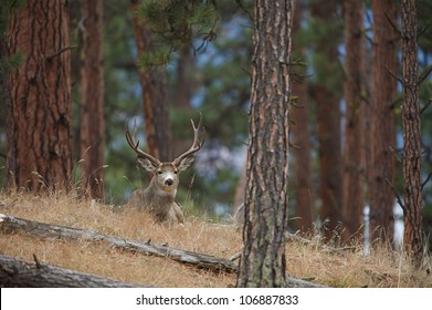 Mule Deer Buck Bedded In A Ponderosa Pine Forest