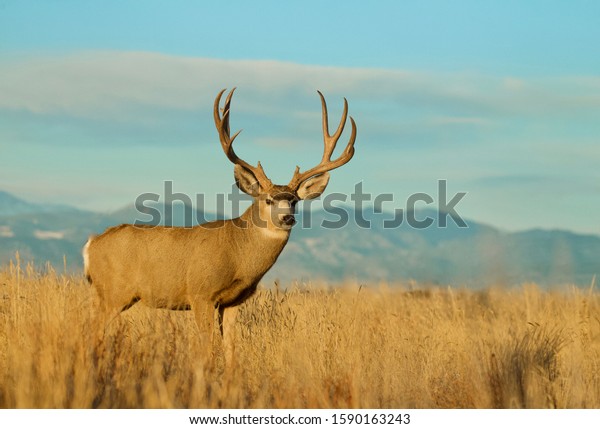 Mule Deer buck environmental portrait\
with the Rocky Mountain foothills in the\
background