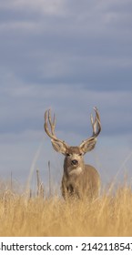Mule deer Buck in the Fall Rut in Colorado