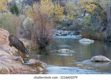 Mule deer buck, getting a drink - Shutterstock ID 2216601079