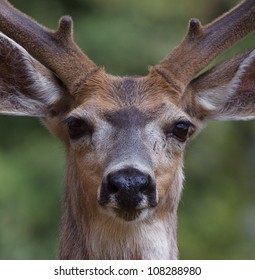 Mule Deer Buck, highly detailed close-up