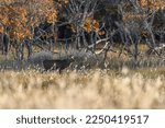 Mule Deer buck  on a snowy hillside in the Rocky Mountain Arsenal National Wildlife Refuge