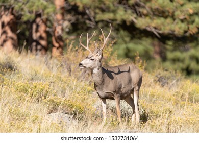 Mule Deer Buck Rocky Mountain National Stock Photo (Edit Now) 1532731064