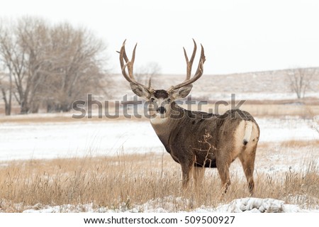 Mule deer Buck in Snow