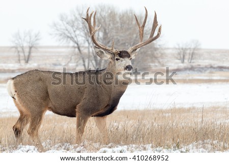 Mule Deer Buck in Snow Covered Landscape