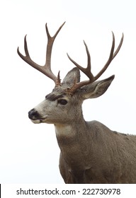 Mule Deer Buck Stag, Isolated On White Sky Background Deer Hunting Season In The Western States Of Idaho, Colorado, Utah, Nevada, Montana, Washington, Oregon  Odocoileus Hemionus