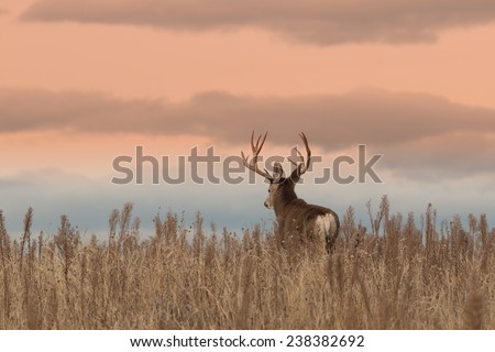 Mule Deer Buck at Sunrise