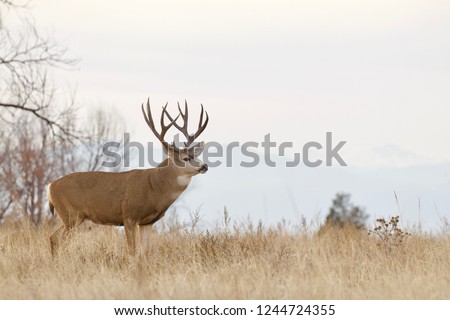 Mule Deer buck taken during the rut and deer hunting season