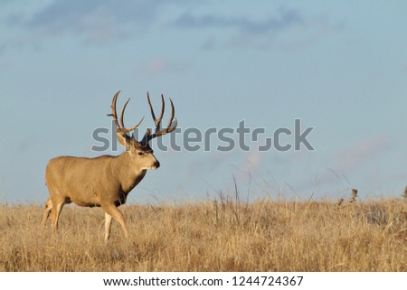 Mule Deer buck walking on the prairie with blue sky taken during the autumn rut