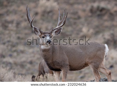 Mule deer bucks during rut