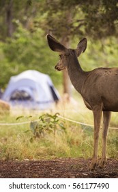 Mule Deer In Campground In Zion Canyon National Park Looking Onto A Campsite With A Tent