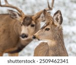 A Mule Deer doe looks back over her shoulder at a large buck relentlessly chasing her during the autumn rutting season in the Colorado mountains.