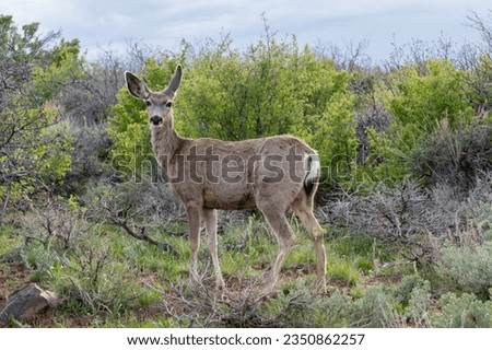 A mule deer doe (Odocoileus hemionus) in Black Canyon of the Gunnison National Park, Colorado, United States in 2023. 