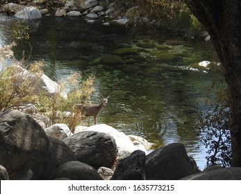 A mule deer doe standing by the  Kaweah River in the Sequoia National Forest, California.