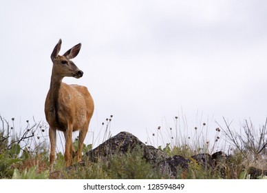 Mule Deer Doe Standing On Skyline Stock Photo 128594849 | Shutterstock