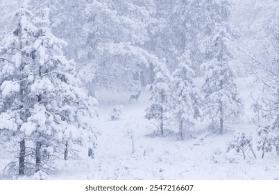 Mule deer doe standing in the snow reaching up for a bite of pine needles in a ponderosa pine tree forest in an early morning cold blue winter heavy snowstorm, Wet Mountains, Colorado, USA.  - Powered by Shutterstock