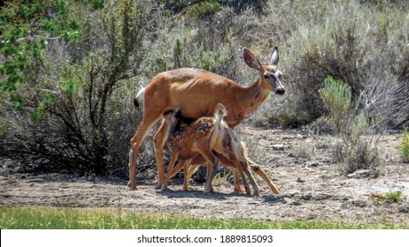 Mule Deer Doe With Twin Fawns Nursing.      Soft Focus            