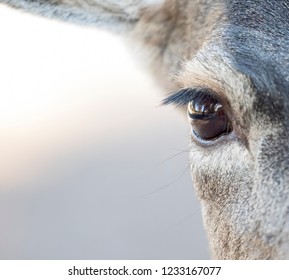 Mule Deer Eye Reflection Stock Photo 1233167077 | Shutterstock