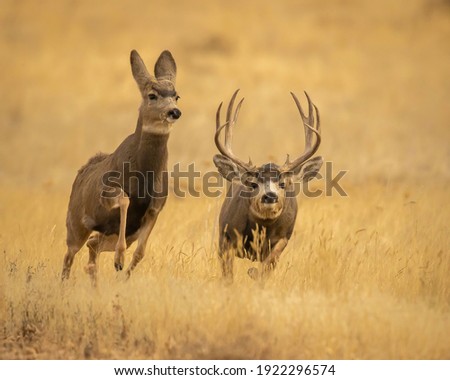 Mule Deer in Fall season
