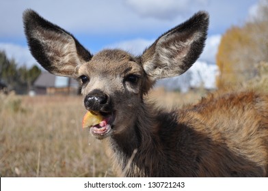 Mule Deer Fawn Eating Apple