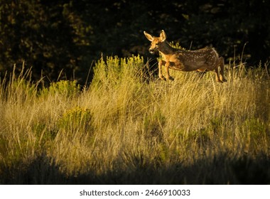 Mule deer fawn running and jumping in the golden sunrise autumn light in a tall grass field  - Powered by Shutterstock