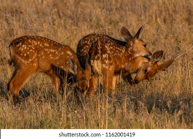 Mule Deer Fawn Triplets Playing In A Field