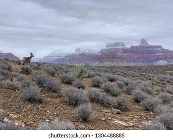 Mule Grand Canyon