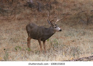 72 Buff Deer Images, Stock Photos & Vectors | Shutterstock