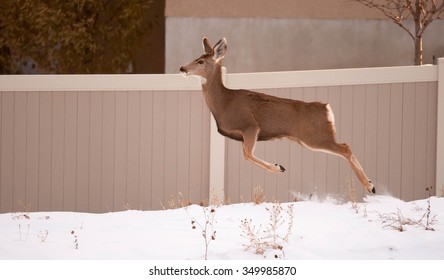 A mule deer mid leap; running; bounding