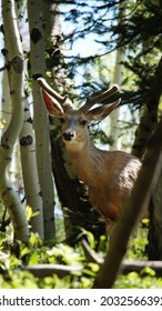 Mule Deer Near Crested Butte Co In Velvet