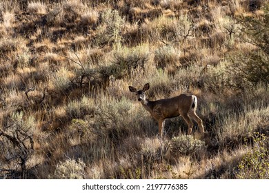 Mule Deer, Odocoileus Hemionus, Amongst The Sagebrush In The Nevada Desert.