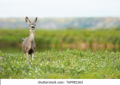 Mule Deer On Field In Fort St John, British Columbia, Canada