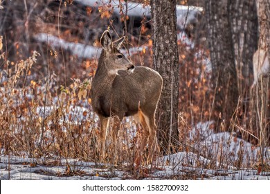 Mule Deer Rocky Mountains Stock Photo 1582700932 | Shutterstock