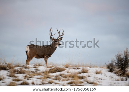 Mule deer in the rocky mountains