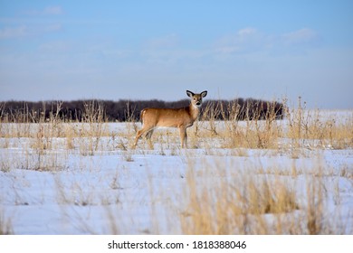 Mule Deer In The Snow, Rocky Mountain Arsenal, Colorado