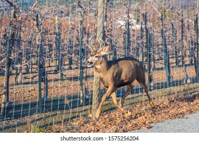 Mule Deer Stag Running Outside Of A Fenced Apple Orchard