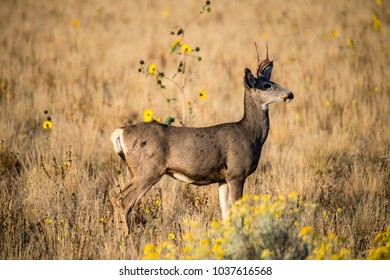 Mule Deer Standing Tall Grass Stock Photo 1037616592 | Shutterstock