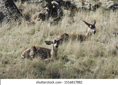 Mule Deer, Tehachapi Mountains, Stallion Springs, California.