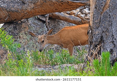 Mule Deer Wandering the Forest in Devils Tower National Monument in Wyoming