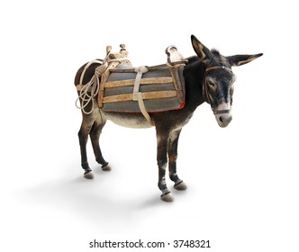 Mule / Donkey (isolated On White With Shadow)