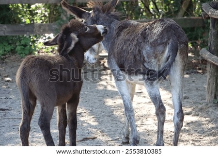 A Mule (Equus mulus) next to its foal at a farm on a sunny day, back view