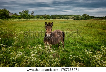 Mule in a field in Thy, Denmark