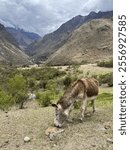 Mule Grazing on Inca Trail in Peru